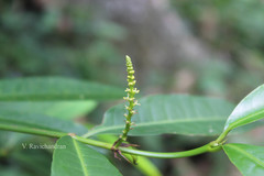 Excoecaria oppositifolia